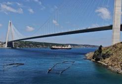 İstanbul Boğazı'nda sadece 3 dalyan kaldı