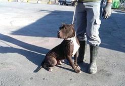 Kayseri'de 'tehlikeli ırk' köpek besleyenlere ceza