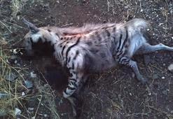 'Kırmızı liste'de yer alıyordu! Otomobilin altında can verdi