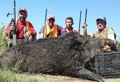 350 kiloluk domuz avladılar