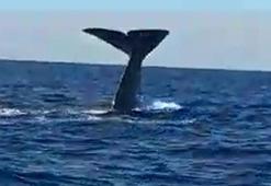 Alaçatı açıklarında balina heyecanı