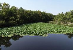 Nilüfer Gölü güzelliği ile ilgi görüyor
