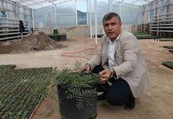 Meyan kökünde, zirai ilaç tehlikesi