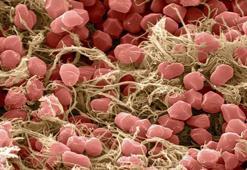 Türkiye'nin ilk milli ilacı, dünyanın yarasını saracak