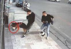 Sokak kedisini öldüren köpeğin sahibine 'basit yaralama' suçundan işlem