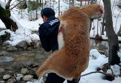 Kaçak avcıların vurduğu yaban keçilerini sırtlarında taşıdılar