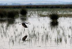 Prof.Dr. Demir: Sulak alanların yüzde 35'i kaybedildi