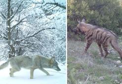 Kahramanmaraş'ta çizgili sırtlan ve porsuk fotokapanla görüntülendi