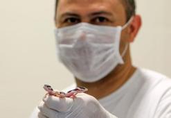 Yavrular, karantinada büyüyor