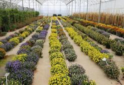 Yenilebilir çiçek salgın nedeniyle dalında kaldı