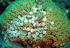 'Dünya Biyoçeşitlilik Günü' öncesi dikkat çekici rapor: 1 milyon tür tükenme tehlikesi altında