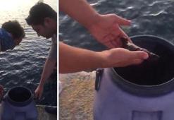 Deniz patlıcanı avına 5 bin lira ceza