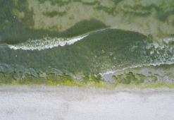 Caddebostan ve Menekşe plajlarında yosunlar kirlilik sinyali