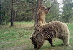 Karadeniz’de popülasyonu artan ayılar korkutuyor