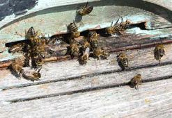 Arı sokmalarında bu uygulamalara dikkat