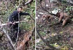 Vurduğu yavru ayının üzerine köpekleri salan avcı, gözaltında