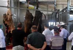 Edirne'de 'acemi kasaplara' uygulamalı kurban kesim eğitimi