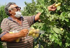 Hediye fidanla başladığı guava üretimini 1500 ağaçla sürdürüyor