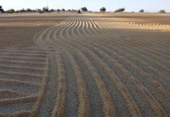 Türkiye'nin bulgur ihtiyacının yarısı, Gaziantep'ten karşılanıyor