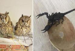 İnternetten hayvan satanlara pet marketlerden tepki: Yılan, baykuş, akrep bile satıyorlar