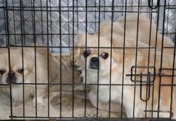 Ankara'da apartmanda ikinci köpek operasyonu: 9 köpek kurtarıldı
