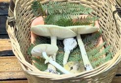 Mantar uzmanı Barutçiyan: Bazı mantarlar son yemeğiniz olabilir