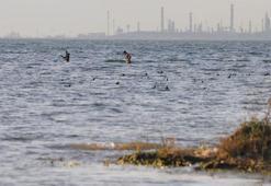 İzmit Körfezi'nde kaçak toplanan midye için uyarı