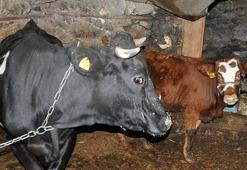 Haluk Levent, cinsel saldırıya uğrayan buzağı ve annesini satın aldı