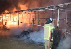 Bursa'da Atatürk Kent Ormanı'ndaki ahır yangını yürek sızlattı: 10 at öldü