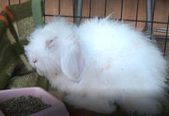 Barınağa terkedilen ‘Misket’ yeni sahibini bekliyor