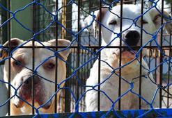 Sahiplerinin 'silah' olarak kullandığı 'Pitbull'lar, ölesiye kadar kafeste tutuluyor