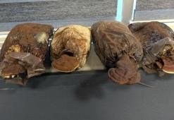 Ölümsüzlük mantarını ürettiler