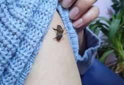 Koronavirüse iyi geldiğini öne sürüp, kendilerini bal arılarına ısırtıyorlar