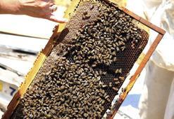 Sanal dünyanın koronavirüs hurafeleri; en çok bunlar arandı