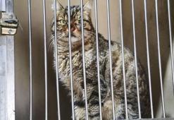 Sokak kedilerinde ölümcül ve bulaşıcı salgın tehlikesi