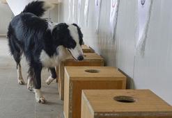 Covid-19'u teşhis eden dedektör köpek yetiştirildi