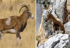 Yaban koyunu vurana 267, yaban keçisi vurana 60 bin lira ceza