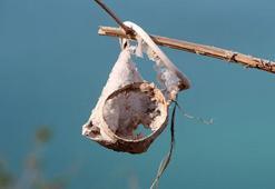 Plastik kirliliğine karşı 'Plastiksiz Doğu Akdeniz Platformu' kuruldu