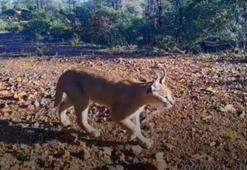 Muğla'da karakulak fotokapan tarafından görüntülendi