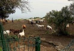 Adalar'dan Hatay’a gönderilen 99 atın kaybolduğu iddiasına çifte soruşturma