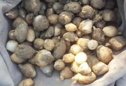 Salep soğanı toplayan 3 kişiye 724 bin 272 TL ceza