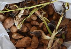 Batman'da salep soğanı toplayan 5 kişiye 400 bin lira ceza