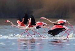 Eber Gölü’nde flamingolar görsel oluşturdu