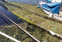 Denizin yüzeyini 'deniz marulu' kapladı