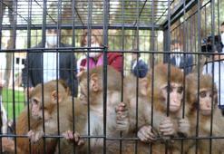 Sınırda ele geçirilen 12 maymun, Gaziantep Hayvanat Bahçesi'ne getirildi