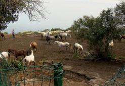 Kayıp atları alabilmek için başkanın çocuklarından yardım istemişler