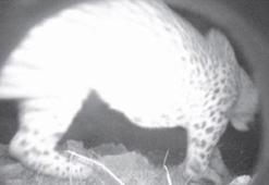 Anadolu parsını fotokapanla görüntüleyen ekip üyesinden açıklamalar