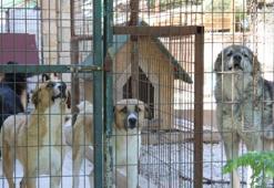 Hepsinin yürek sızlatan bir hikayesi var