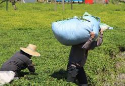 En çok vaka görülen illerden Rize'de, 'çay göçü' endişesi