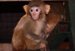 Sınırda ele geçirilen 12 maymunu, bakıcıları elleriyle besliyor